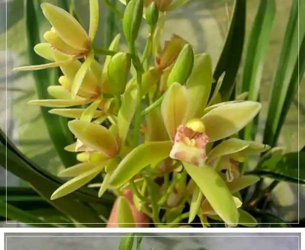 兰花苗浓香金边矮种线艺四季建兰 金凤冠 花卉植物室内好养盆栽 金