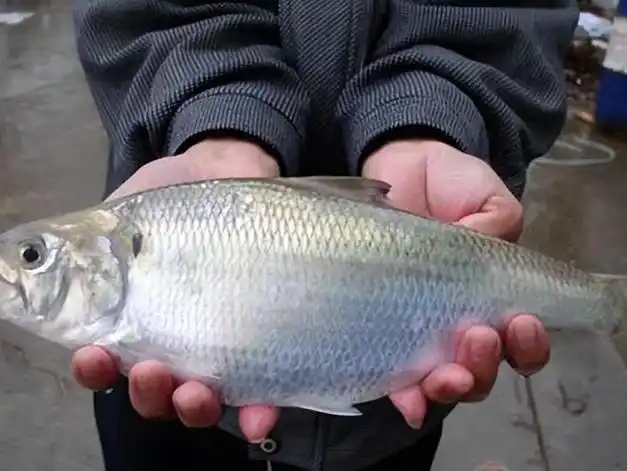 来自长江的"惩罚":销声匿迹24年之后,野生鲥鱼陷入"迷局"?