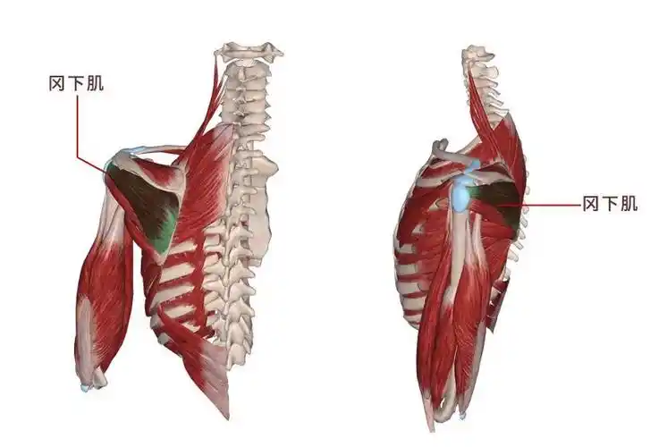 肌肉科普探讨身体肌肉冈下肌