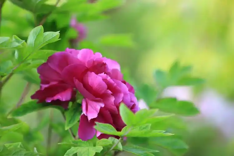 饕餮盛宴,国色天香,景山公园牡丹花怒放 .