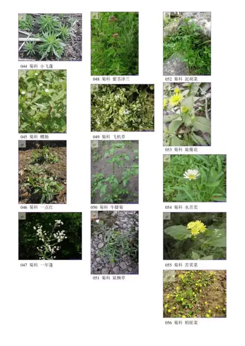 中国农田常见207种杂草图谱doc