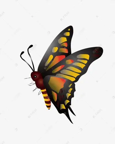 矢量彩色蝴蝶侧面图