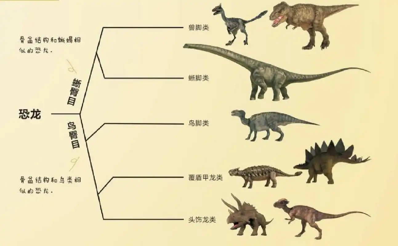 03恐龙的分类  恐龙根据骨盆结构的特征可以分为两大类.