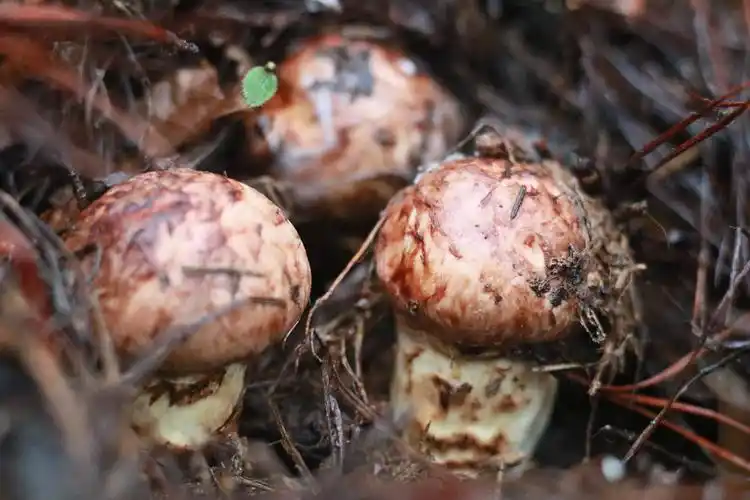 云南野生新鲜松茸香格里拉松茸常吃新鲜松茸好处每个人都可以吃吗