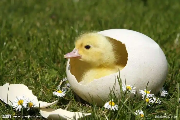 鸭苗何时 注射禽流感疫苗