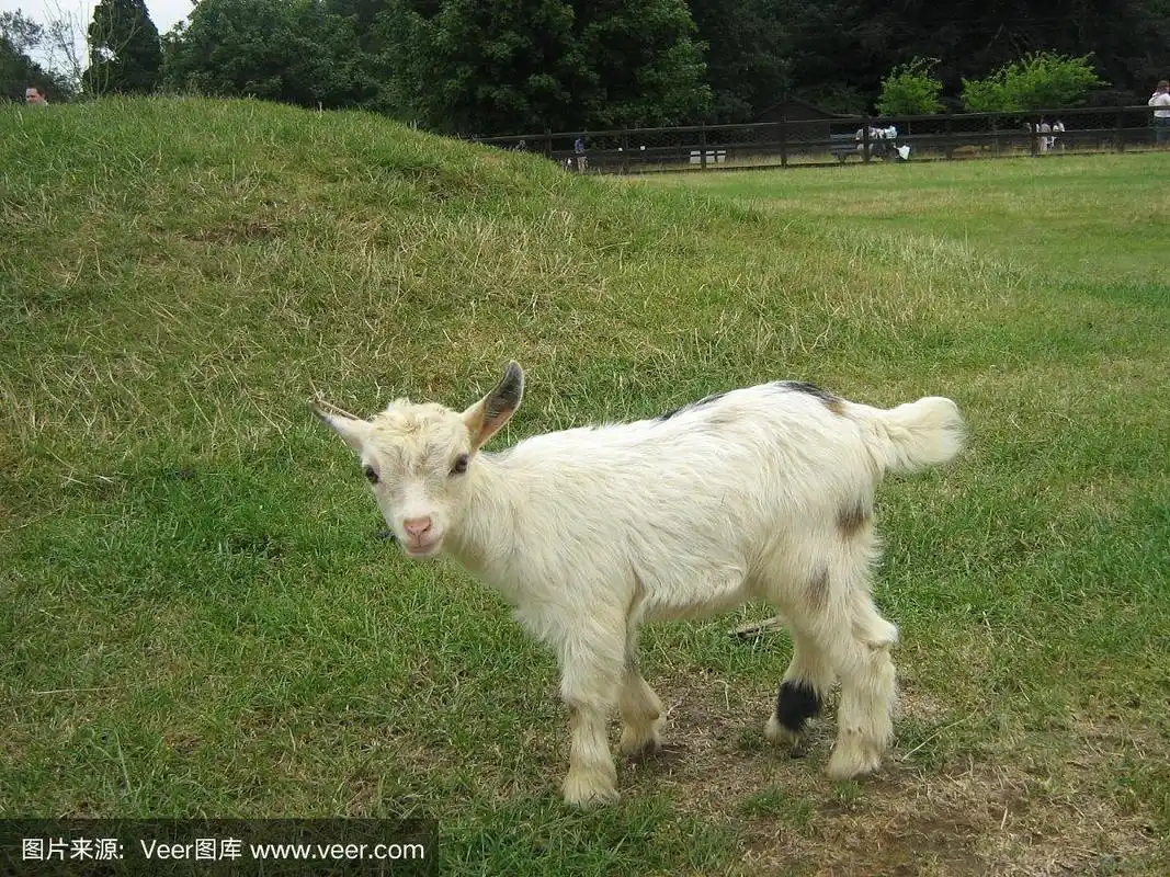 非洲侏儒山羊的宝宝