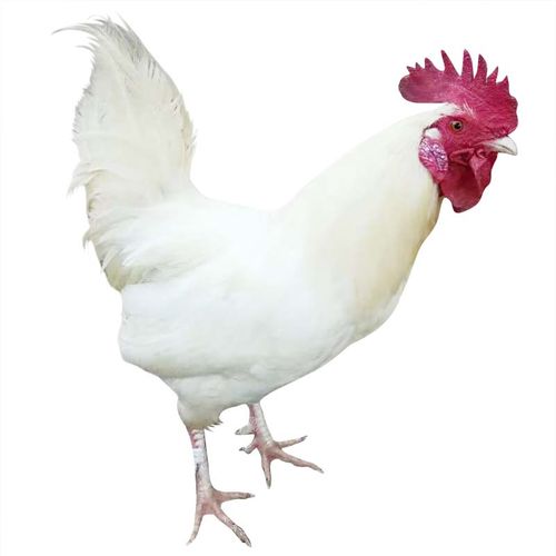 三白老公鸡散养 活的大白公鸡药引用 白鸡当天到