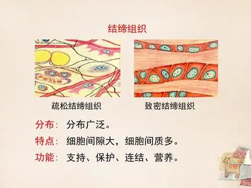 1 细胞分化形成组织课件(2) 北师大版ppt 结缔组织 疏松结缔组织 致密