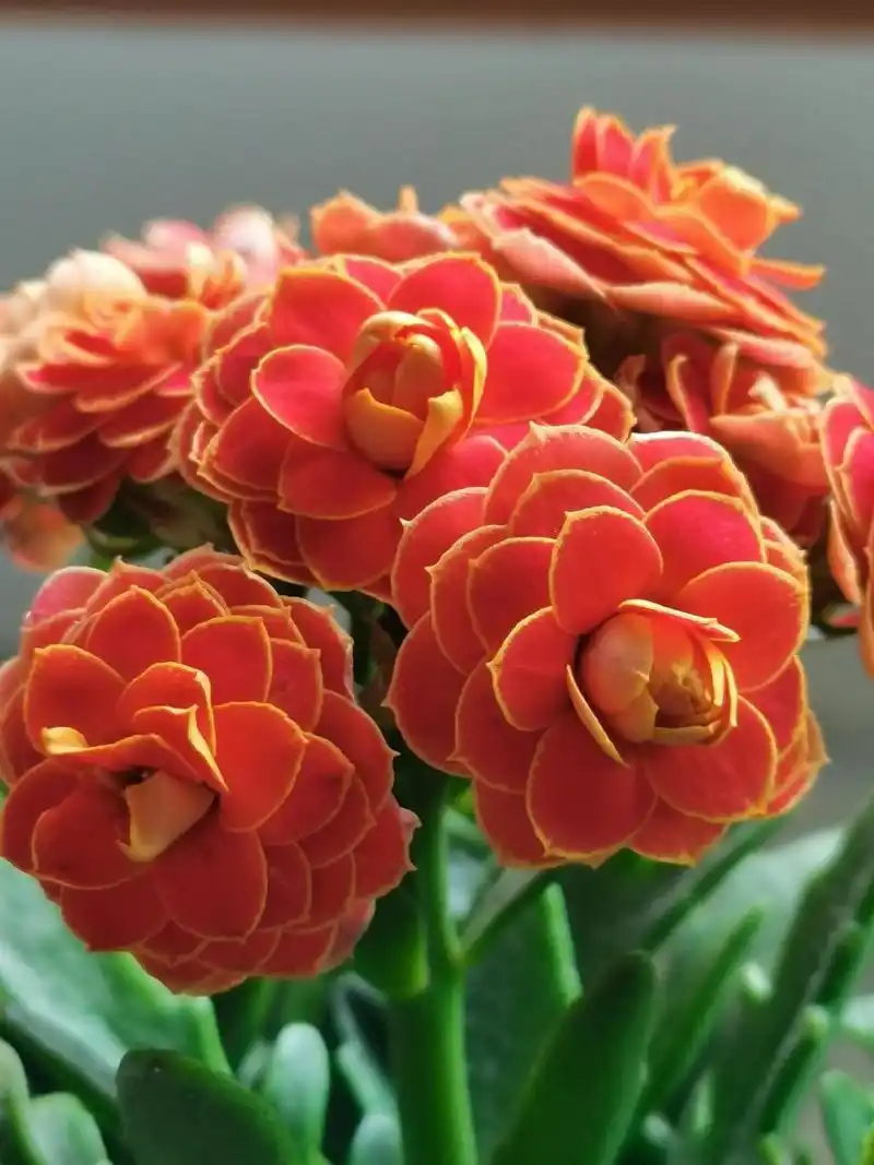 金狐狸—长寿花 金狐狸——网红长寿花,但凡入坑的应该人手一盆吧!