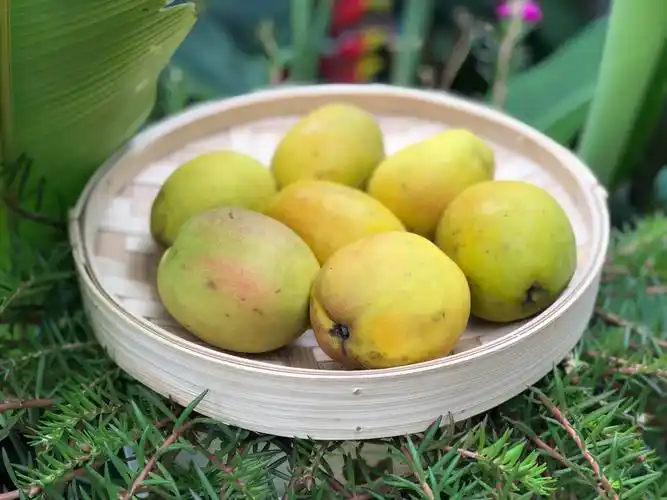 云南木瓜野生孕妇时令水果新鲜特产包邮5斤装木瓜