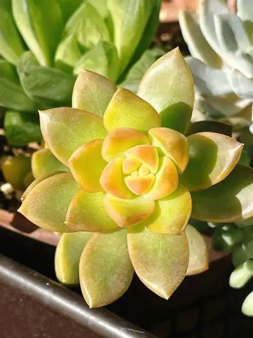 可爱的大福颜色也可美了92#多肉#多肉植物#阳台花园#橘猫 大福#猫咪