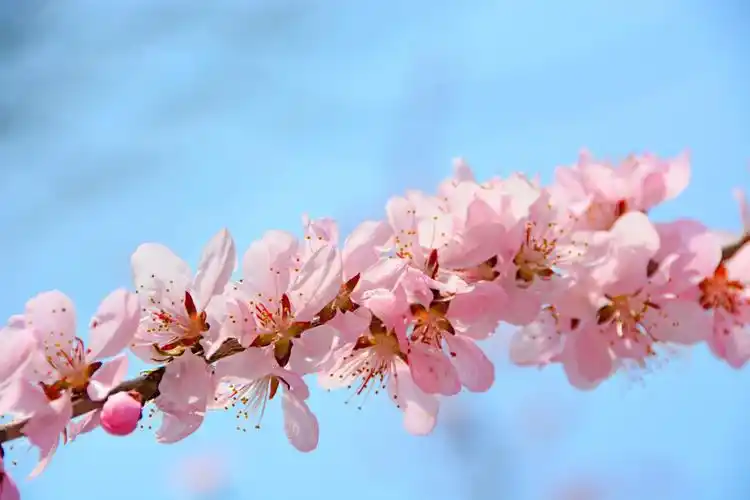 粉色桃花原创拍摄