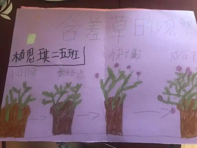 哇,杨思琦同学的含羞草开花了