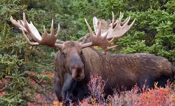 在中国神话中驼鹿被誉为"避水金睛兽",而在《西游记》中更是被称为