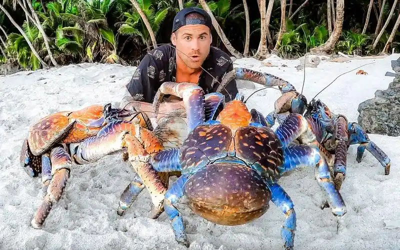 巨型椰子蟹能吃掉一个人?