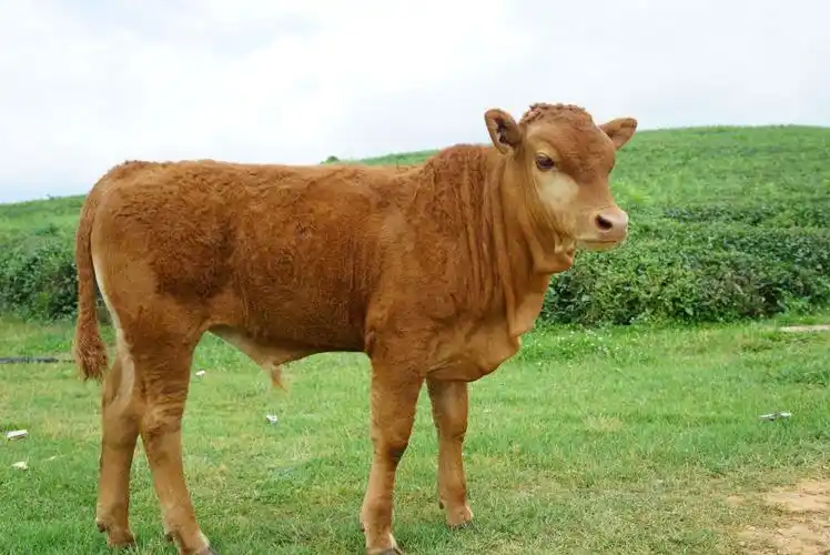 小黄牛也格外的温顺,摆出各种姿态配合照相,乖得很.