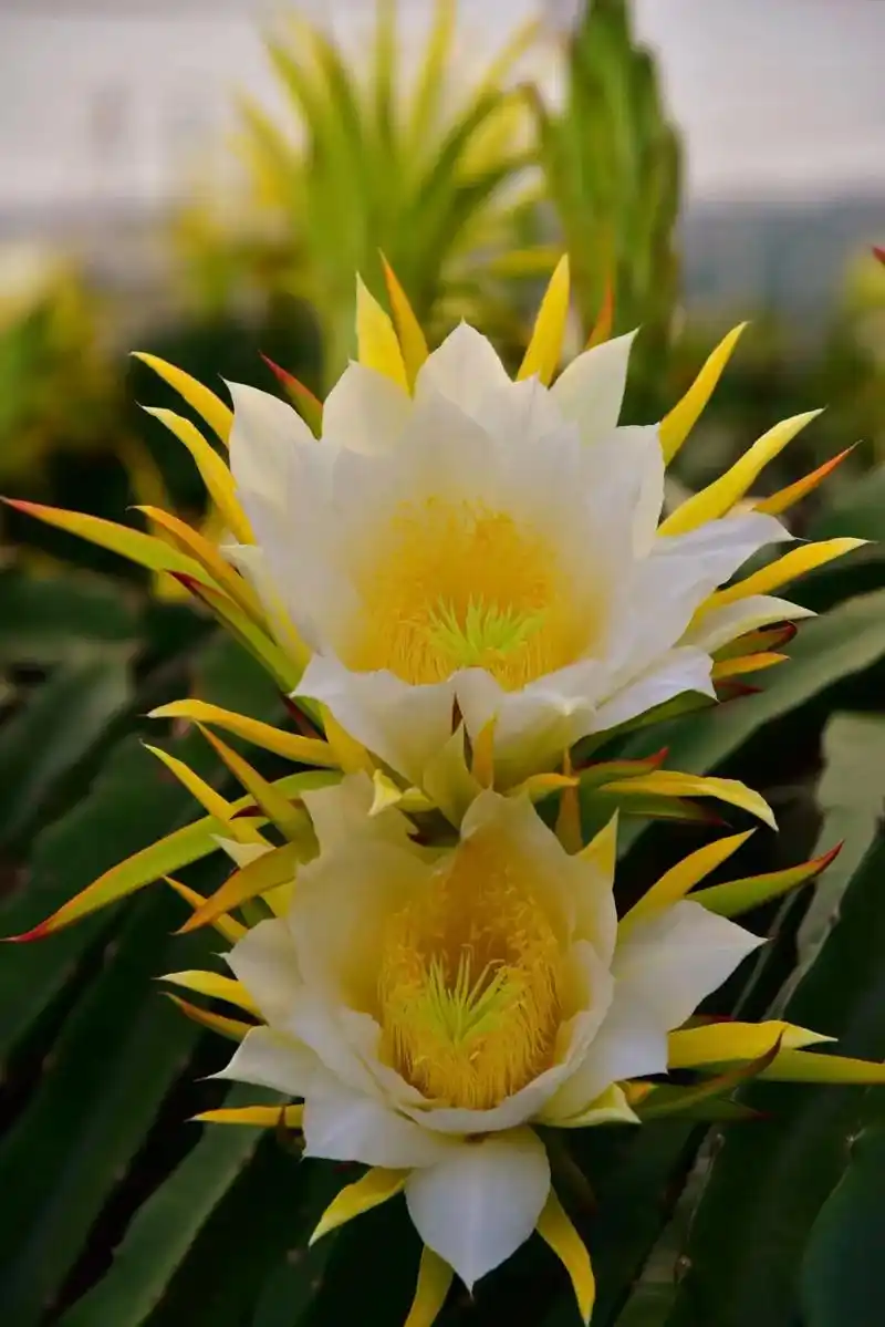 300亩火龙果基地,今晚火龙果花激情绽放,专业摄影师无人机免 - 抖音