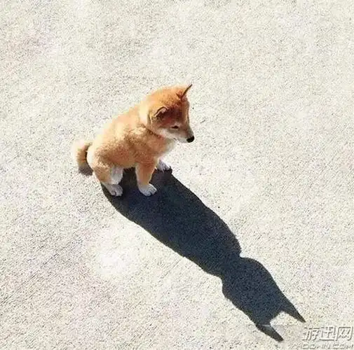 亲眼所见有时并非为实!24张让人引起误会的影子图