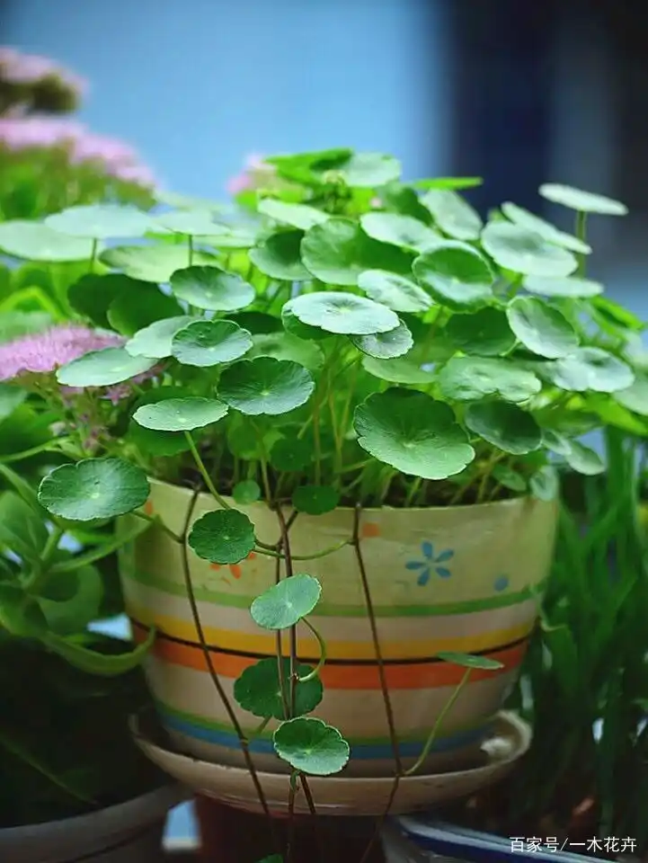 6种"金钱花",寓意招财进宝,养一盆在家里,富贵又吉祥