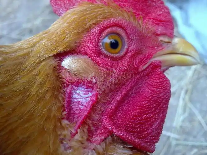 你好,老师,鸡耳朵下长白斑是怎么回事?