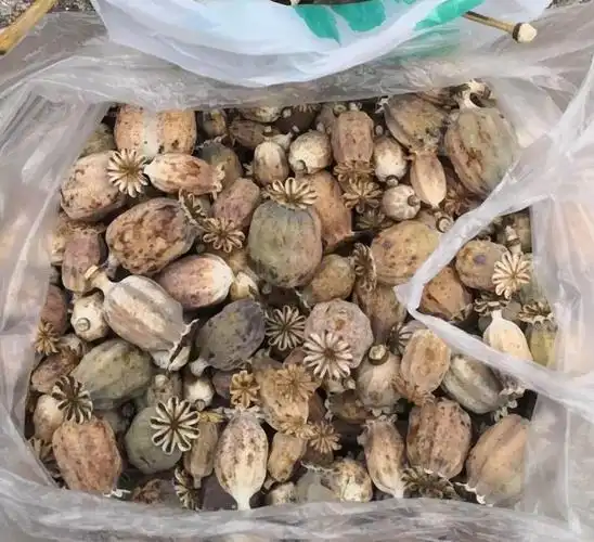 种植1600余株罂粟这个九江人摊上大事了