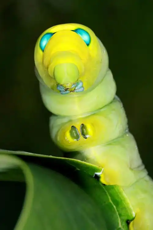 夹竹桃天蛾幼虫