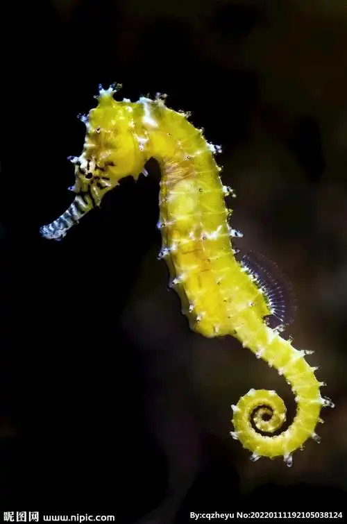 海马摄影图__海洋生物_生物世界_摄影图库_昵图网nipic.com