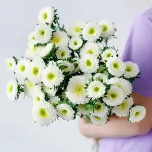 清新田园风白色翠菊鲜花束办公家用水养云南直发百搭配花鲜切雏菊