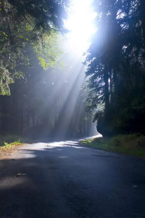 旅游,度假,美景,森林,树林,植物,道路,路,公路,欧洲,波兰,阴影,光线