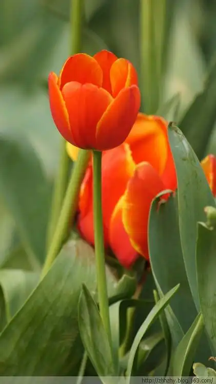 金色郁金香 - 在路上 - 在路上