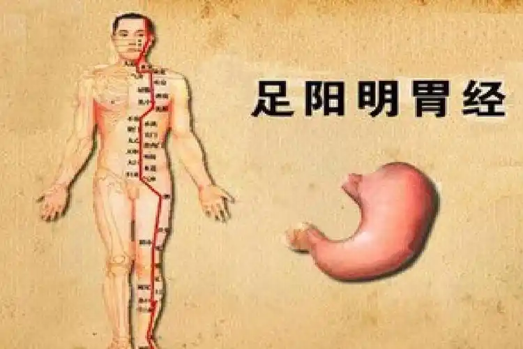 p>足阳明胃经是人体 a target="_blank" href="/item/十二经脉
