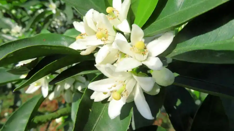 橘子夏初才开花白得素净美得朴实能促进消化提高肠胃功能