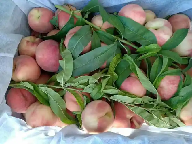 今天刚刚拉回来的新鲜毛桃,可批发量大可优.