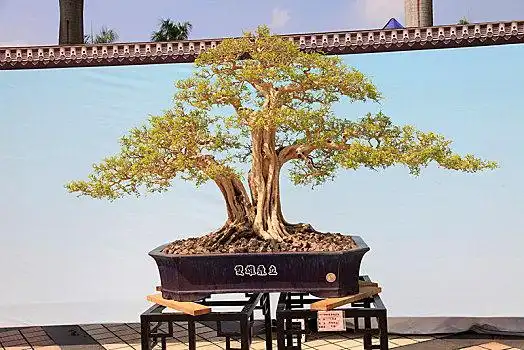 盆景,盆栽,岭南盆景,2019顺德容桂盆景精品展,金奖作品