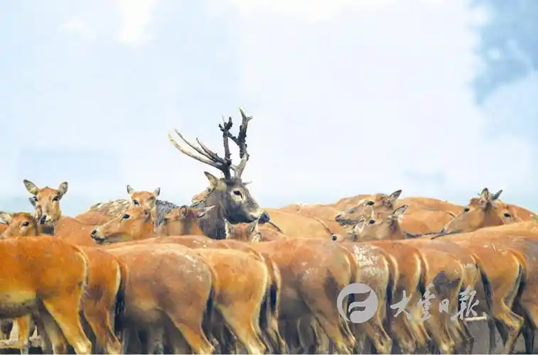 图为杨国美摄影作品《鹿王争霸》获奖作品中的三幅组照.