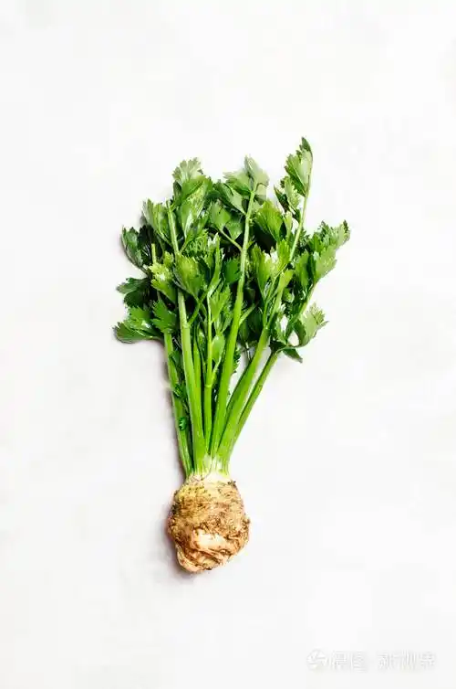 根芹菜绿色茎灰色背景俯视图