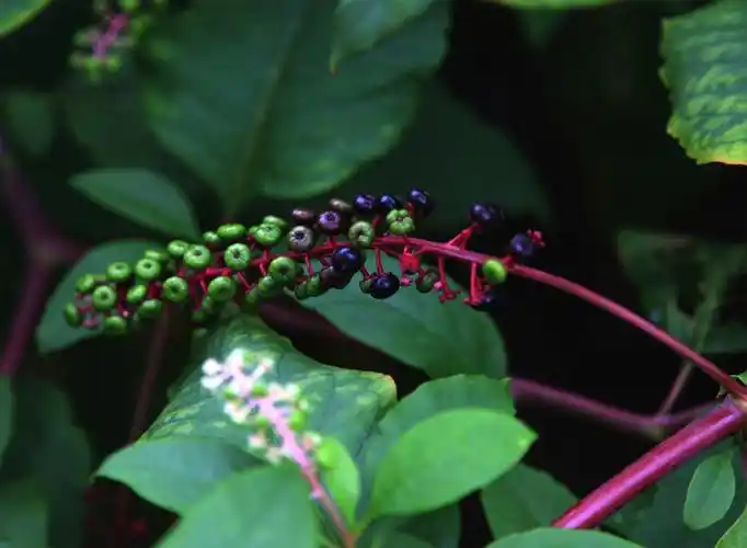 你知道如何辨别种植和采收西洋参吗