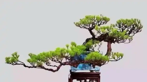 悬崖式盆景造型图片七,卧干式盆景造型卧干式指的是植株横卧在土面上