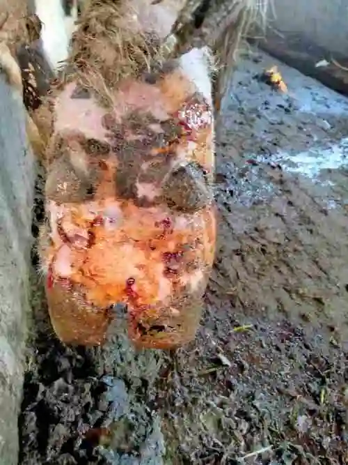 老师你好我家的牛蹄肿了有一个月了要怎么治疗