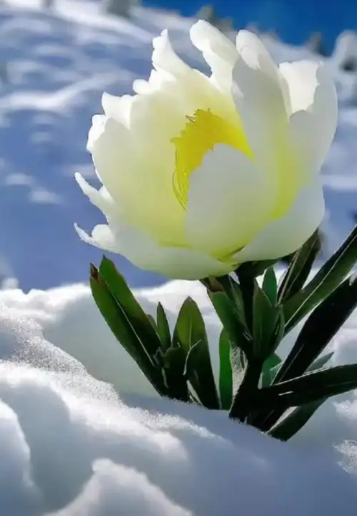 难得一见的天山雪莲花,太美了!