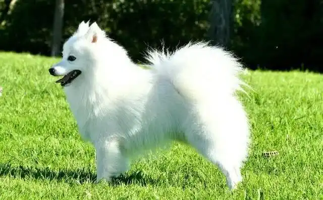 光是卖种狗的狗毛就能赚几万,日本银狐犬美艳无比