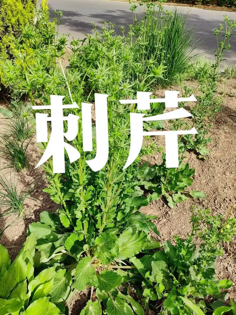 身边植物之刺芹:别名香菜,假芫荽,节节花,野香草,假香荽,缅 - 抖音
