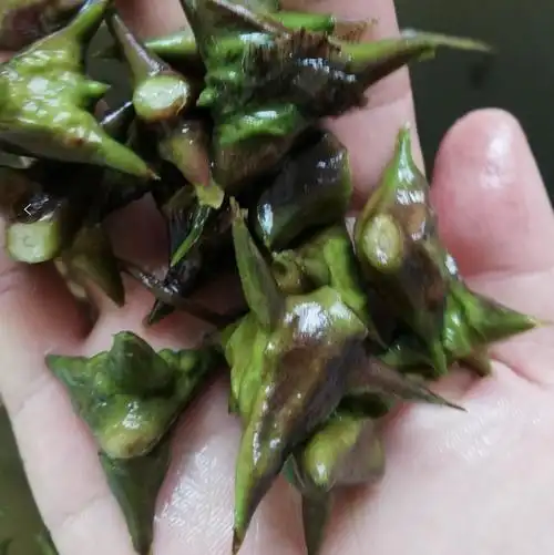 菱角野生顺丰空运现摘米小洪湖新鲜四角去壳手机保护套