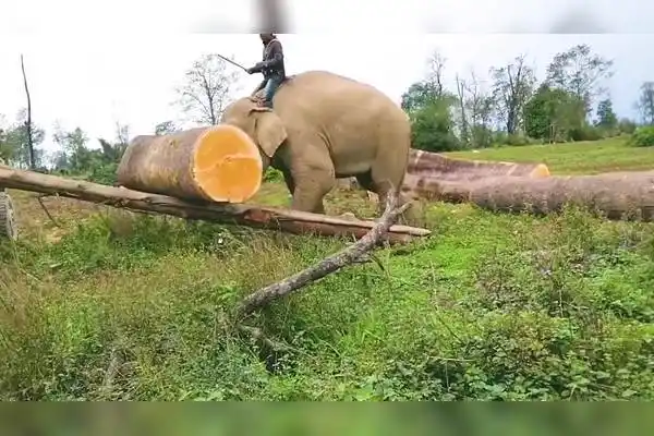 聪明的大象将几百斤重的木头运到卡车上,认真又负责~1_木头_大象_卡车