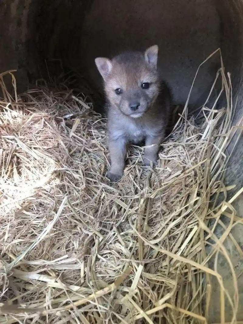 警告前方小狼崽出没