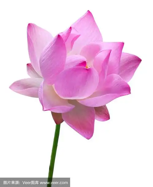 近距离粉红色荷花高分辨率孤立在白色背景