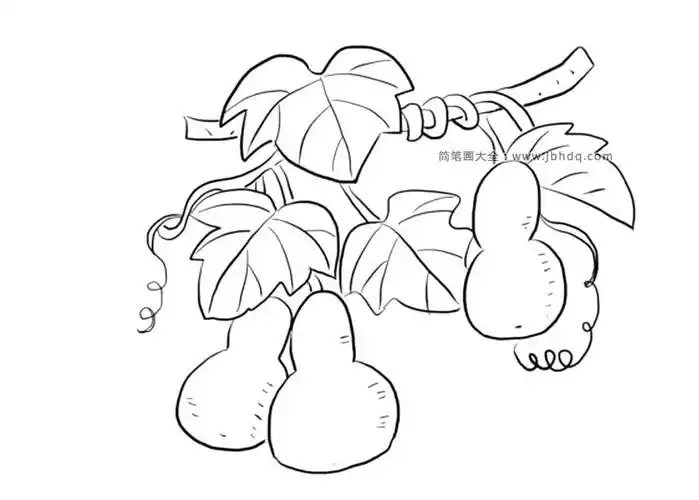 挂满葫芦的葫芦藤_其他植物简笔画-简笔画大全