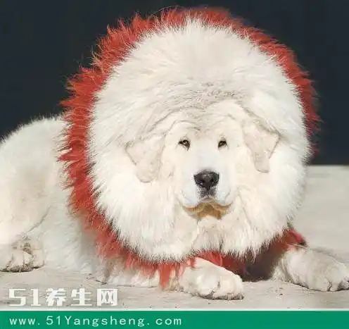 点击图片进入下一页 雪獒的幼崽每只的价格