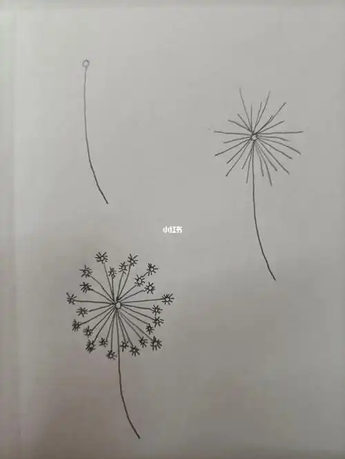 简笔画215蒲公英