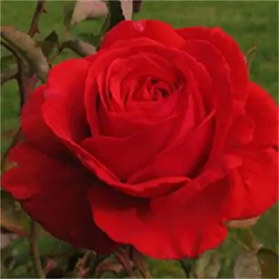 美丽娇艳玫瑰花个性头像图片